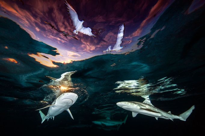 Vítězové soutěže Underwater Photographer of the Year 2021