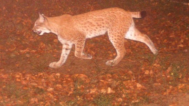 Samec rysa přešel za několik dní 30 kilometrů, přešel přes železnici i silnice