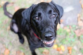11. září 2001 má i svůj psí příběh: Fenka Red, dnes důchodkyně
