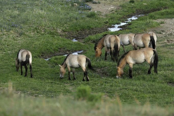 Vpravo dole je původem česká klisna Babeta, která před 11 lety odjela z pražské zoo do Mongolska v rámci holanského transportu. Dnes žije v oblasti Hustai Nuruu a je matkou sedmi hříbat