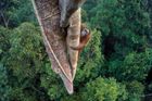 Smutný konec orangutanů. Nejlepší snímky přírody zachycují, co způsobily plantáže na palmový olej