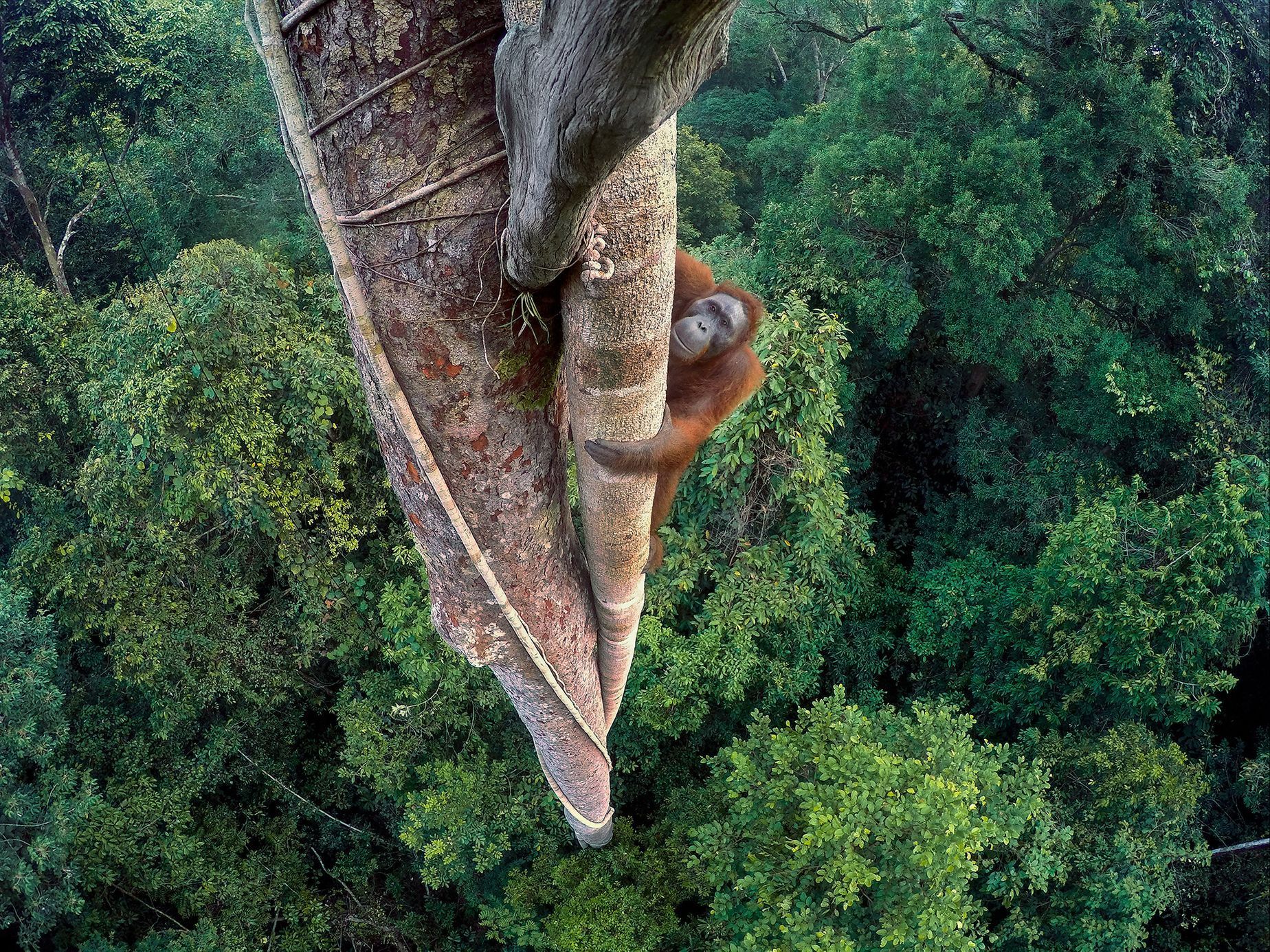 Wildlife Photographer of the Year – vítězné snímky – Tim Laman
