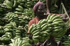 Pěstitelé banánů vytáhli do boje. Proti odpadům