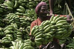 Pěstitelé banánů vytáhli do boje. Proti odpadům
