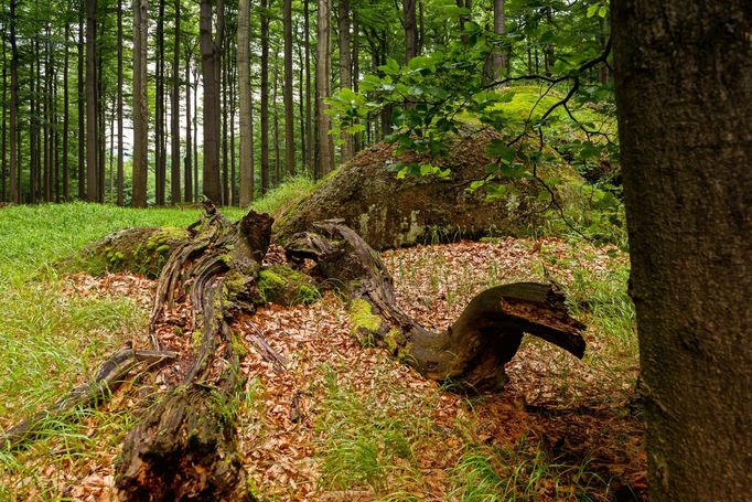 Rozkládající se kmeny padlých stromů v Jizerskohorských bučinách poblíž Oldřichova v Hájích