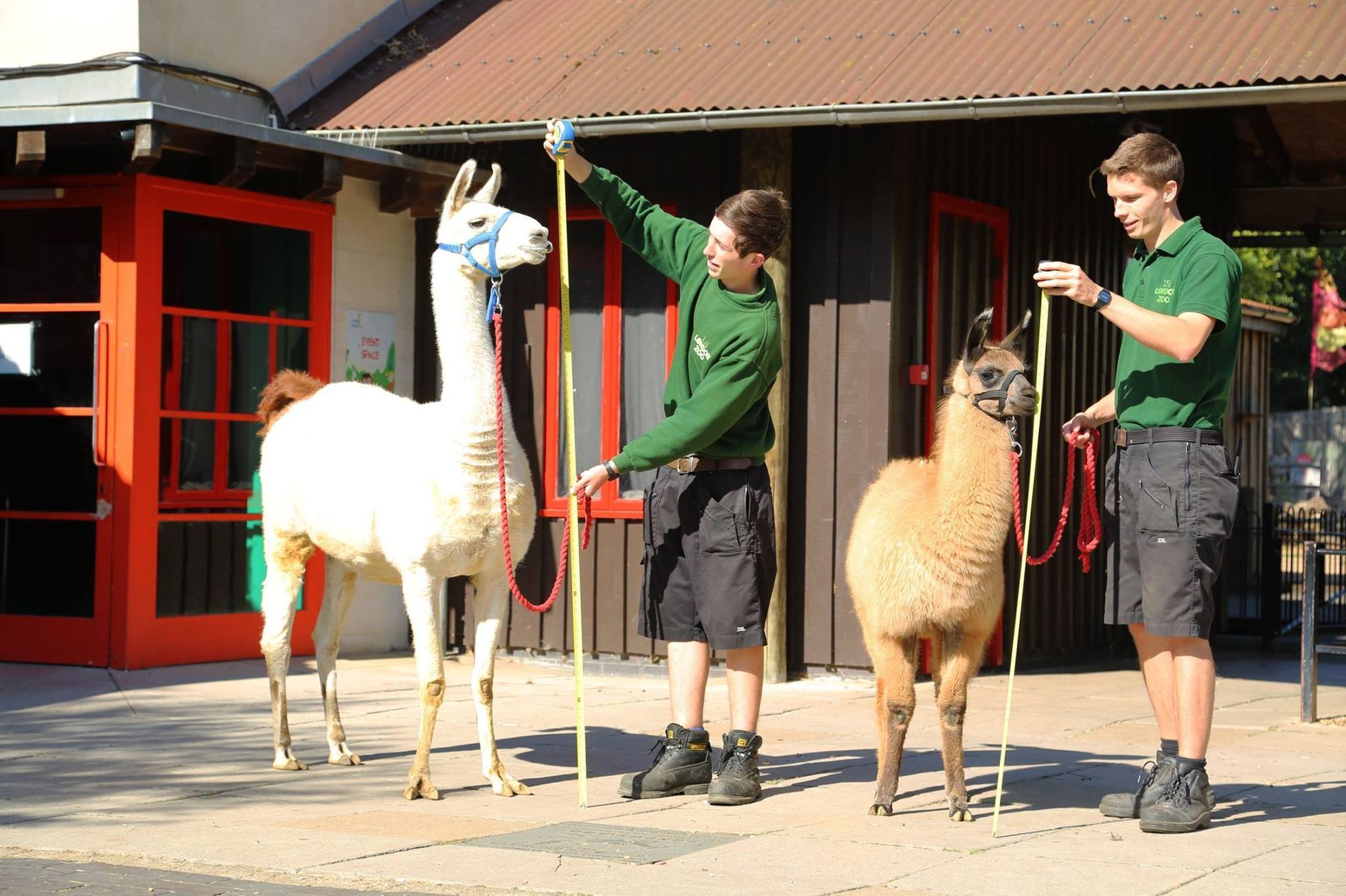 Každoroční měření a vážení zvířat v londýnské Zoo