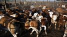 Alon, an Israeli cowboy, pushes cattle into their pen in the early morning on a ranch just outside Moshav Yonatan, a collective farming community, about 2 km (1 mile) south of the ceasefire line between Israel and Syria in the Golan Heights May 21, 2013. Cowboys, who have been running the ranch on the Golan's volcanic rocky plateau for some 35 years, also host the Israeli military, who use half of the cattle farm, 20,000 dunams (5,000 acres), as a live-fire training zone. Israel captured the Golan Heights from Syria in the 1967 Middle East war and annexed the territory in 1981, a move not recognized internationally. Picture taken May 21, 2013. REUTERS/Nir Elias (ENVIRONMENT ANIMALS SOCIETY) ATTENTION EDITORS: PICTURE 8 OF 27 FOR PACKAGE 'COWBOYS OF THE GOLAN HEIGHTS' SEARCH 'COWBOY GOLAN' FOR ALL IMAGES Published: Kvě. 29, 2013, 10:04 dop.