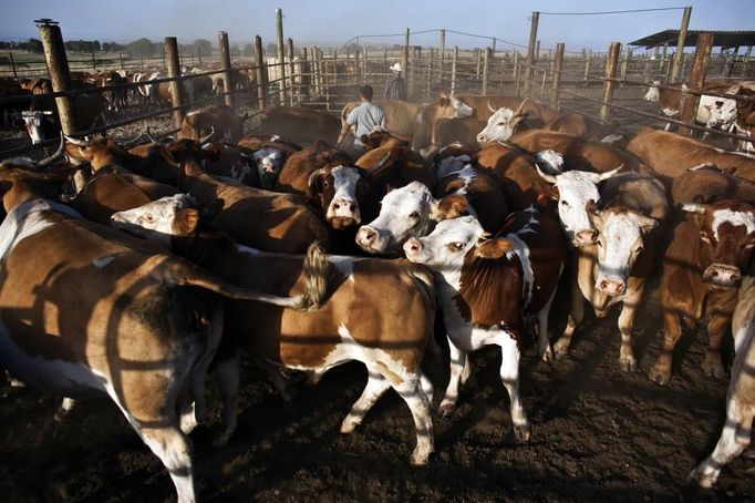 Alon, an Israeli cowboy, pushes cattle into their pen in the early morning on a ranch just outside Moshav Yonatan, a collective farming community, about 2 km (1 mile) south of the ceasefire line between Israel and Syria in the Golan Heights May 21, 2013. Cowboys, who have been running the ranch on the Golan's volcanic rocky plateau for some 35 years, also host the Israeli military, who use half of the cattle farm, 20,000 dunams (5,000 acres), as a live-fire training zone. Israel captured the Golan Heights from Syria in the 1967 Middle East war and annexed the territory in 1981, a move not recognized internationally. Picture taken May 21, 2013. REUTERS/Nir Elias (ENVIRONMENT ANIMALS SOCIETY) ATTENTION EDITORS: PICTURE 8 OF 27 FOR PACKAGE 'COWBOYS OF THE GOLAN HEIGHTS' SEARCH 'COWBOY GOLAN' FOR ALL IMAGES Published: Kvě. 29, 2013, 10:04 dop.