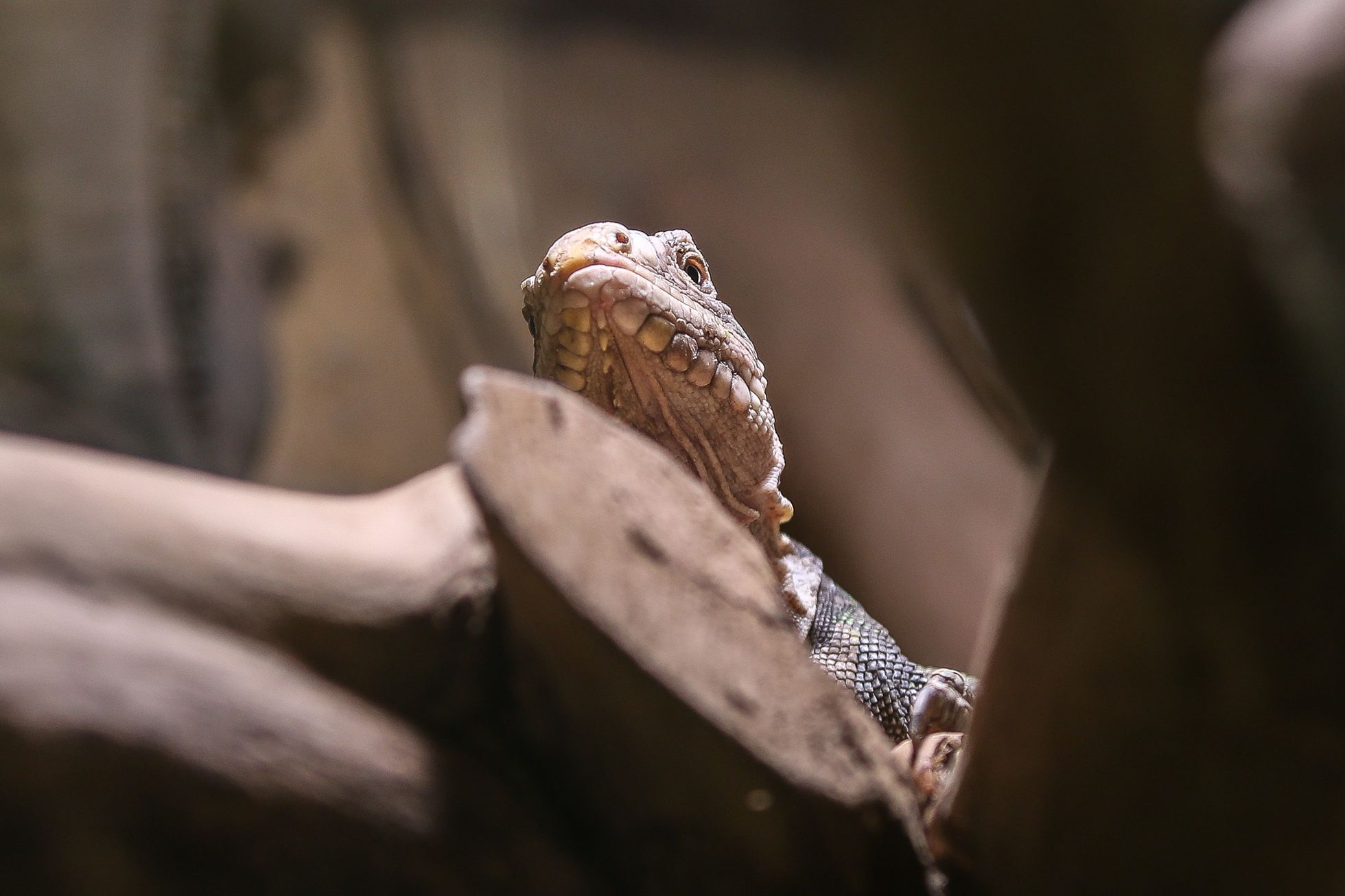 Zoopark Zájezd u Kladna, soukromá zoo, zvířata, chameleon, lemur