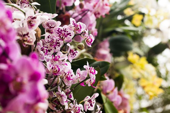 Nenechte si ujít výstavu orchidejí