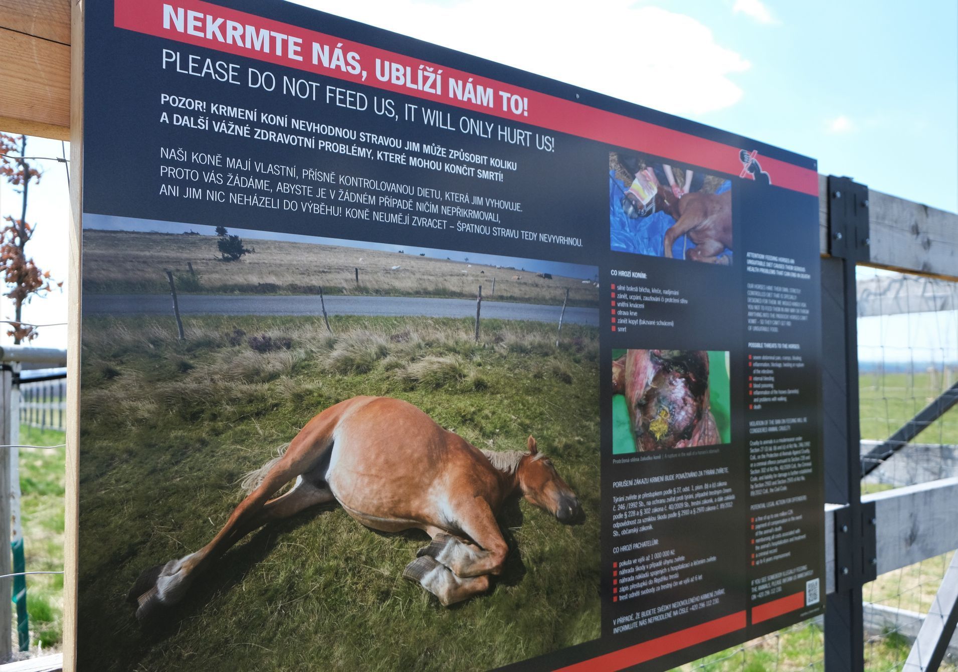 Koně na Dívčích hradech