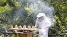 Sergej, a member of the city beekeeper organization, uses a smoker as he works with bees at Lobau recreation area in Vienna, July 11, 2012. A growing number of urban beekeepers' associations, such as Vienna's Stadtimker, are trying to encourage bees to make their homes in cities, as pesticides and crop monocultures make the countryside increasingly hostile. Bee populations are in sharp decline around the world, under attack from a poorly understood phenomonenon known as colony collapse disorder, whose main causes are believed to include a virus spread by mites that feed on haemolymph - bees' "blood". Picture taken July 11, 2012. REUTERS/Lisi Niesner (AUSTRIA - Tags: ENVIRONMENT ANIMALS) Published: Čec. 25, 2012, 3:36 odp.