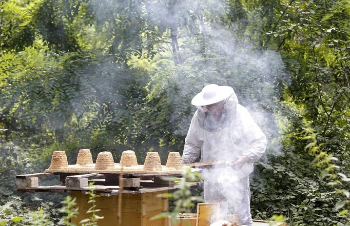 Sergej, a member of the city beekeeper organization, uses a smoker as he works with bees at Lobau recreation area in Vienna, July 11, 2012. A growing number of urban beekeepers' associations, such as Vienna's Stadtimker, are trying to encourage bees to make their homes in cities, as pesticides and crop monocultures make the countryside increasingly hostile. Bee populations are in sharp decline around the world, under attack from a poorly understood phenomonenon known as colony collapse disorder, whose main causes are believed to include a virus spread by mites that feed on haemolymph - bees' "blood". Picture taken July 11, 2012. REUTERS/Lisi Niesner (AUSTRIA - Tags: ENVIRONMENT ANIMALS) Published: Čec. 25, 2012, 3:36 odp.