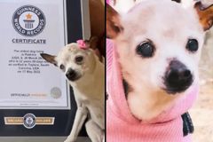 Fenka Pebbles se stala nejstarším psem na světě. V březnu oslavila 22. narozeniny