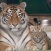 Tygři usurijští v olomoucké zoo