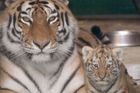 Ve španělské zoo zabil tygr ošetřovatelku. Napadl ji v kleci