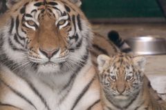 Ve španělské zoo zabil tygr ošetřovatelku. Napadl ji v kleci