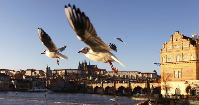 Rackové poletují nad Vltavou v centru Prahy, 19. prosince 2011, s panoramatem Pražského hradu v pozadí.