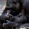 Gorila Kijivu porodila třetí mládě