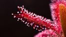 Smrtící krása rosnatek Drosera graomogolensis - jihoamerická horská kráska z Brazílie dozajisté patří mezi jedny z nejkrásnějších rosnatek - nenápadných a krásných zabijáků. Pentax K-7, Pentax 35mm Macro Limited 35mm, expozice 5 sec. clona 8, ISO 100.