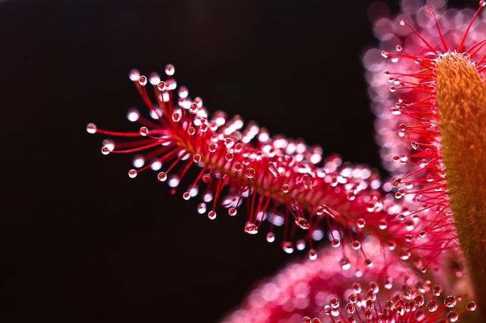 Smrtící krása rosnatek Drosera graomogolensis - jihoamerická horská kráska z Brazílie dozajisté patří mezi jedny z nejkrásnějších rosnatek - nenápadných a krásných zabijáků. Pentax K-7, Pentax 35mm Macro Limited 35mm, expozice 5 sec. clona 8, ISO 100.