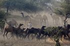 V pouštní oblasti bylo letos k mání přibližně 20 000 velbloudů.