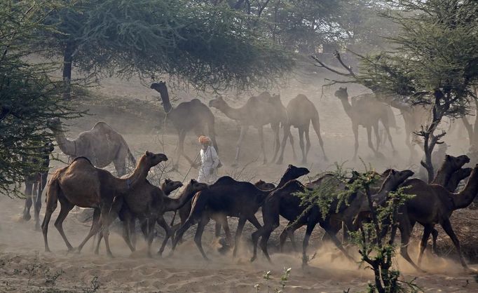 Camels run as they arrive with their herders at the Pushkar Fair in the desert Indian state of Rajasthan November 22, 2012. Many international and domestic tourists throng to Pushkar to witness one of the most colourful and popular fairs in India. Thousands of animals, mainly camels, are brought to the fair to be sold and traded. REUTERS/Danish Siddiqui (INDIA - Tags: ANIMALS SOCIETY) Published: Lis. 22, 2012, 3:44 odp.