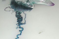 Španělské pobřeží zaplavují jedovaté medúzy