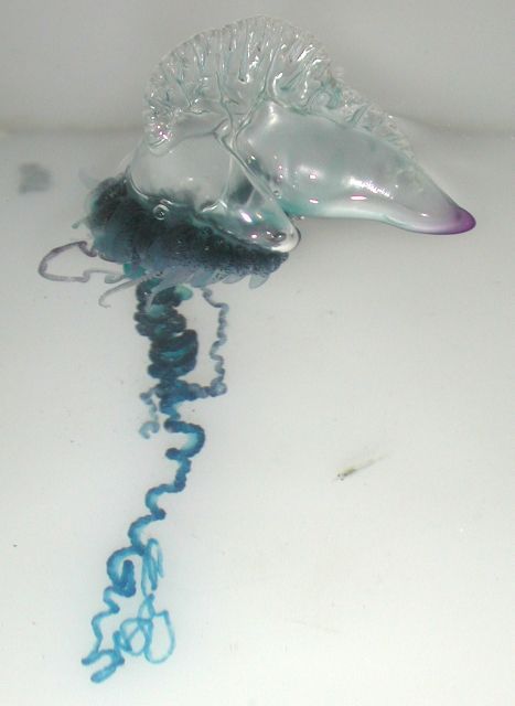 Modrý portugalský válečník, měchýřovka portugalská, medúza