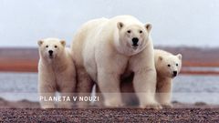 Chránění lední medvědi v Arktické národní přírodní rezervaci