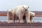 Červencové novinky o klimatu: Do 100 let vyhynou lední medvědi a stovky druhů ryb