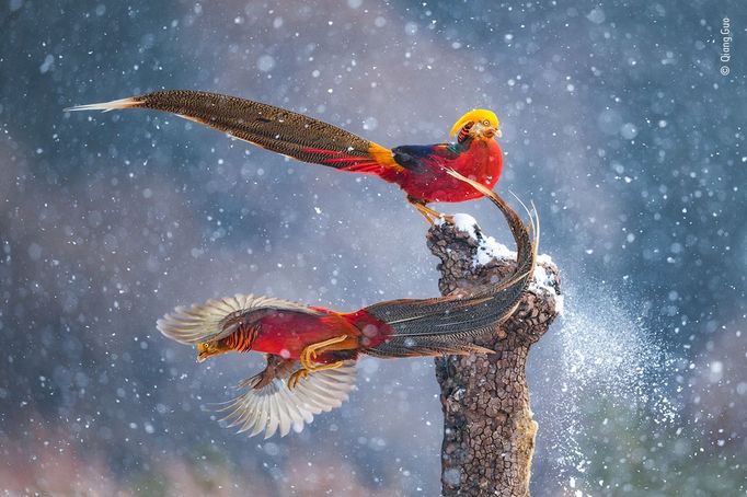 Wildlife Photographer of the Year, nominace na cenu veřejnosti