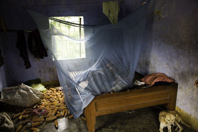 Malárie - spící žena pod moskytiérou