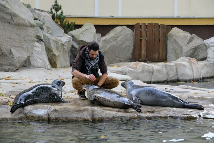 Tuleň obecný v Zoo Ústí nad Labem