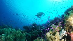 oceán želva korály plankton