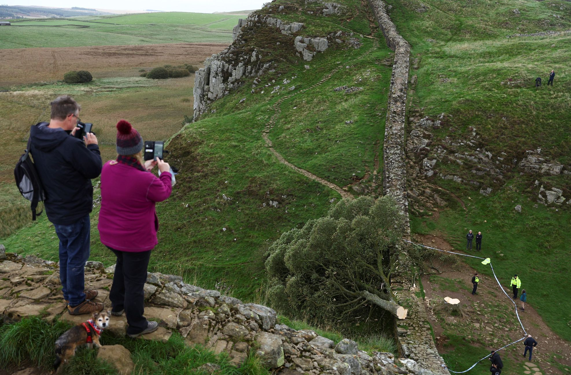 Sycamore gap, strom, Anglie