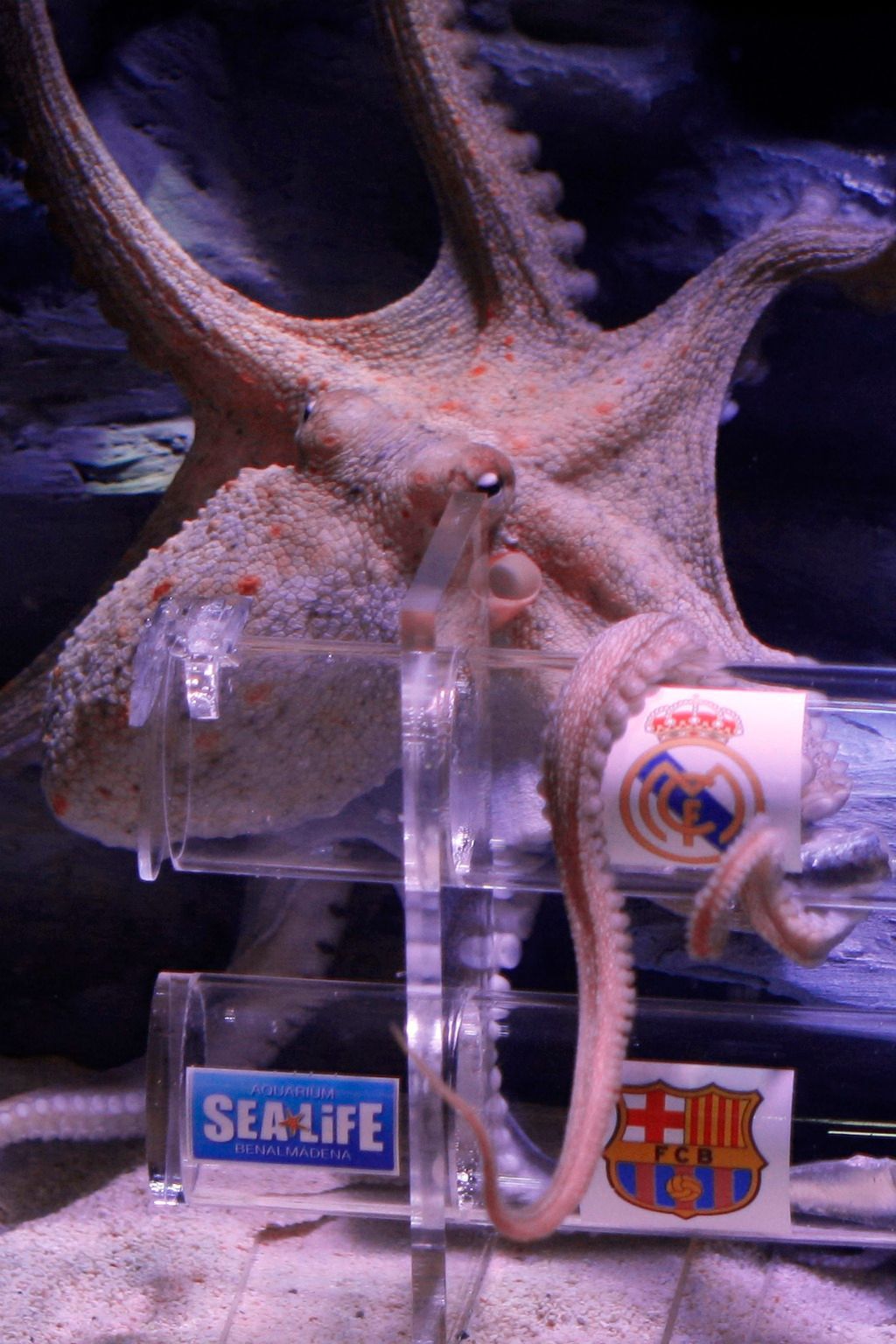 Chobotnice Iniesta předpovídá El Clásico