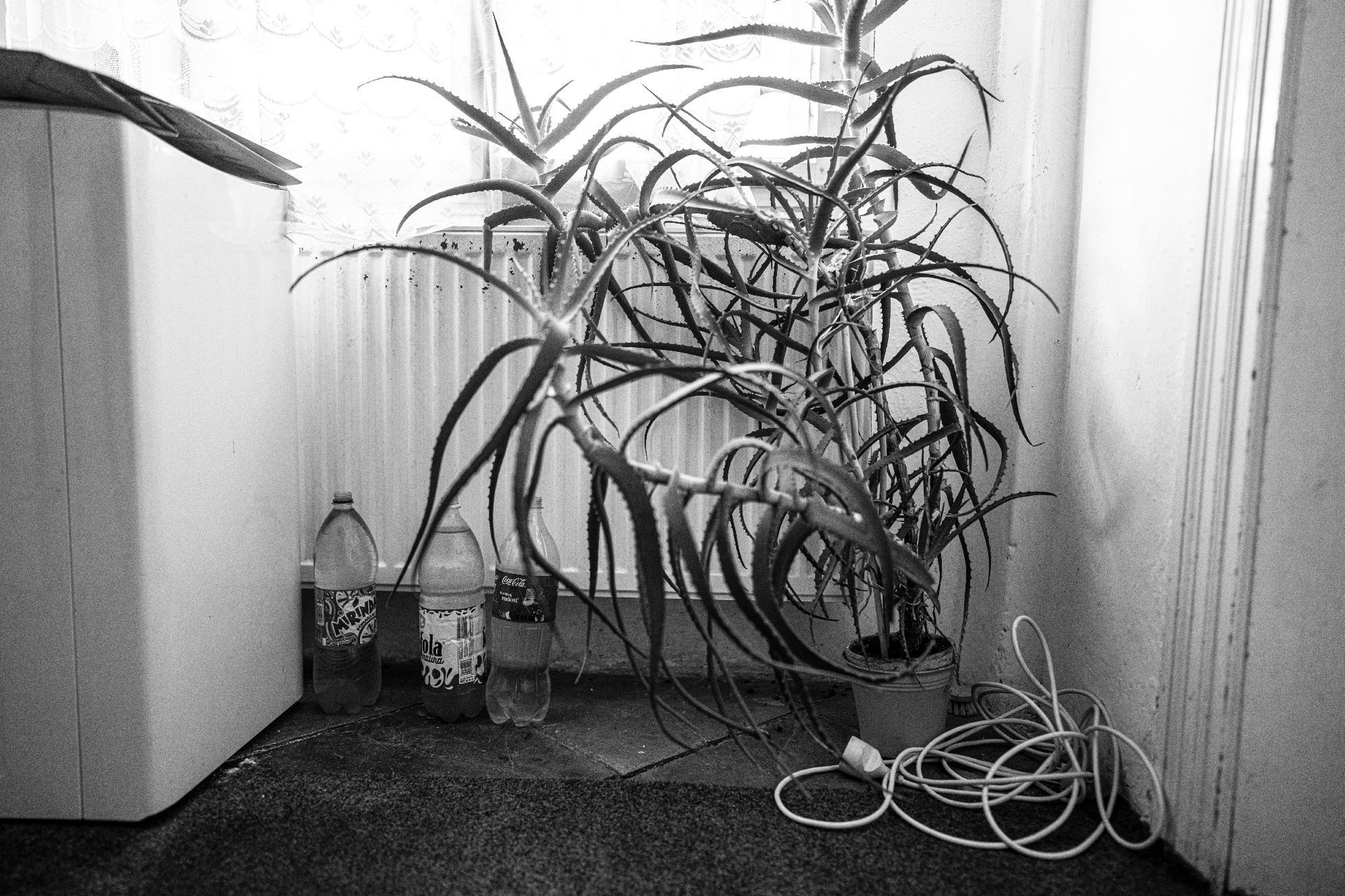 Miharu Micha: Fotografická vzpomínka na pátera Františka Líznu