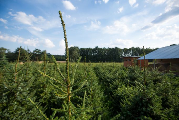 Na plantáži na Prostějovsku se už v polovině srpna vybírají vánoční stromky.