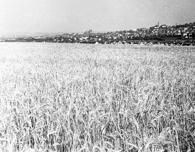 Obilná pole v okolí Prahy - v pozadí Pražský hrad,vpravo kostel sv. Norberta ve Střešovicích. Rok 1945