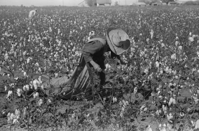 Sběr bavlny na plantáži v Mississippi, 1939.