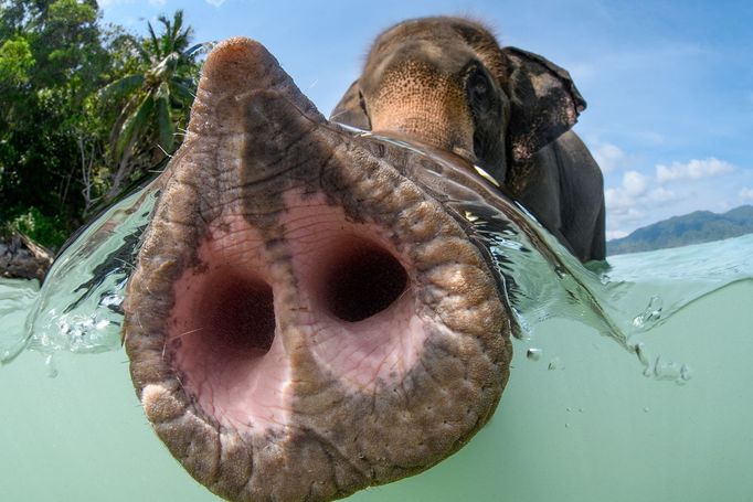 Vítězné fotografie ze soutěže Underwater Photographer of the Year 2023