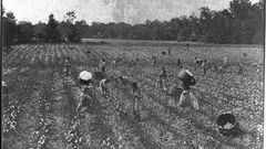 plantáž bavlna USA otroci