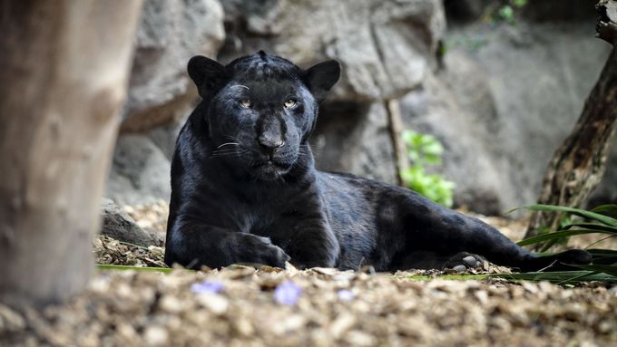 Odborníci opakovaně varují, že černý panter, s největší pravděpodobností černý levhart nebo černý jaguár, je extrémně nebezpečný a nepředvídatelný.