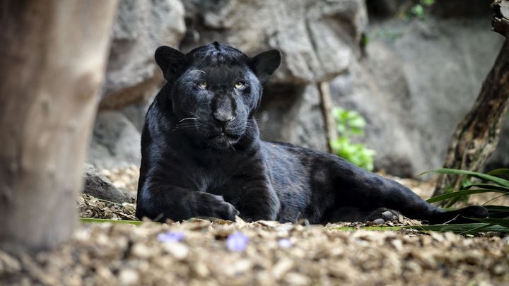 Na Slovensku medvědi, v Bulharsku přátelský aligátor a černý panter na útěku; Zdroj foto: Shutterstock