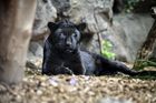 Na Slovensku medvědi, v Bulharsku přátelský aligátor a černý panter na útěku