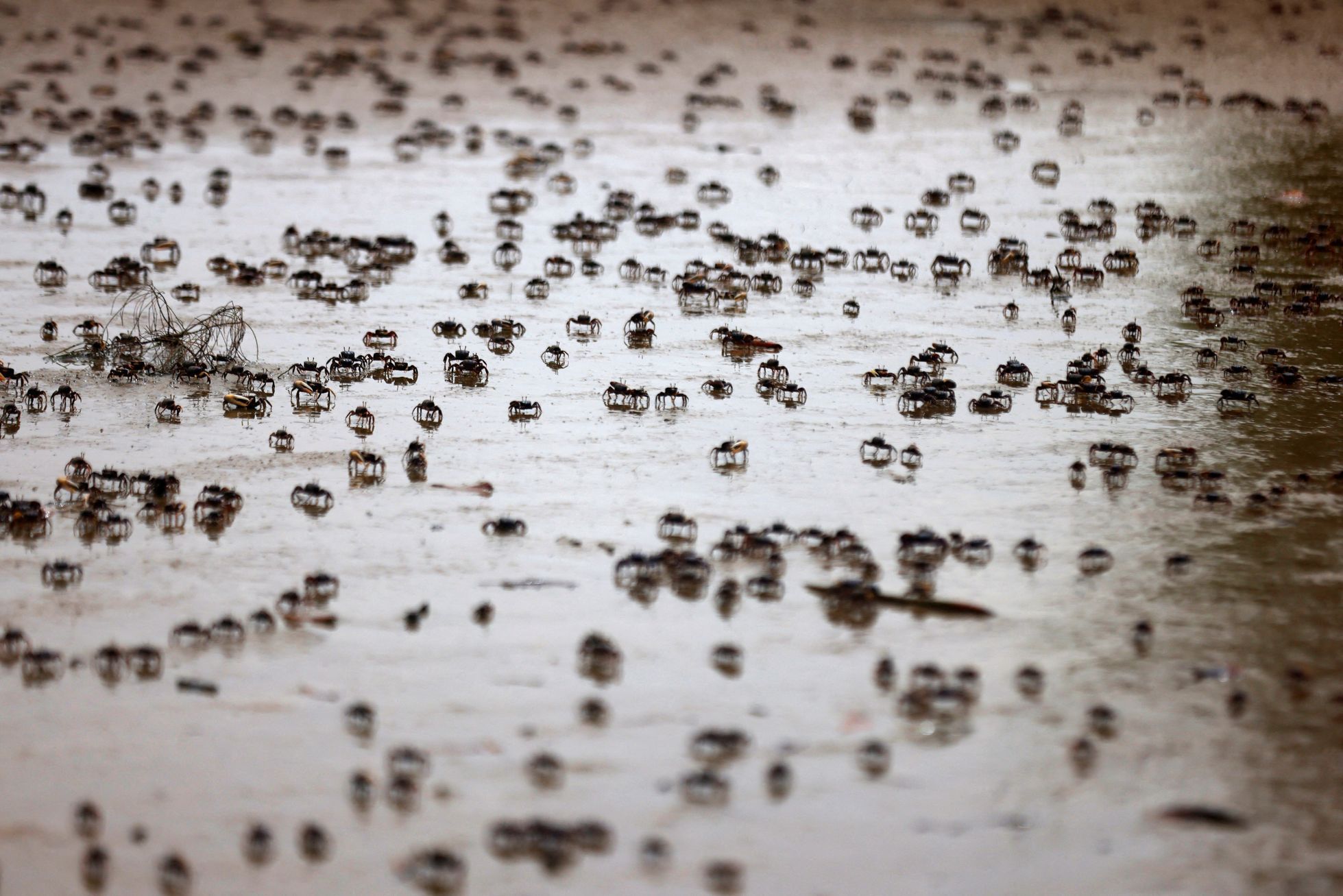 Zvířata, Reuters, Top fotografie roku 2022, výběr, nejlepší foto, Lifestyle