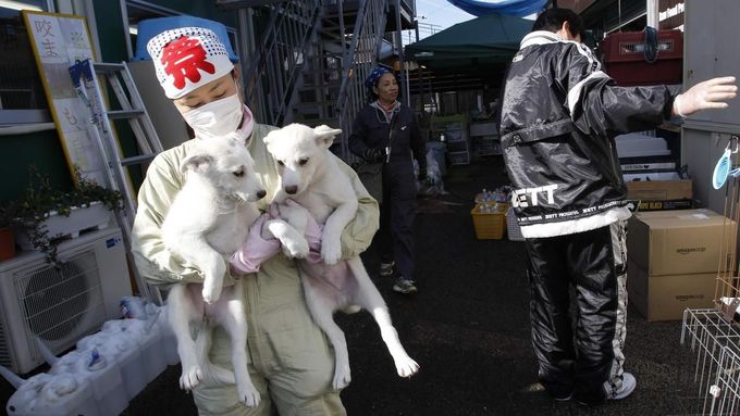 Ztracení domácí mazlíčci z Fukušimy