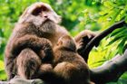 Číňanům se podařilo poprvé naklonovat opice, objev má posloužit pouze lékařským účelům