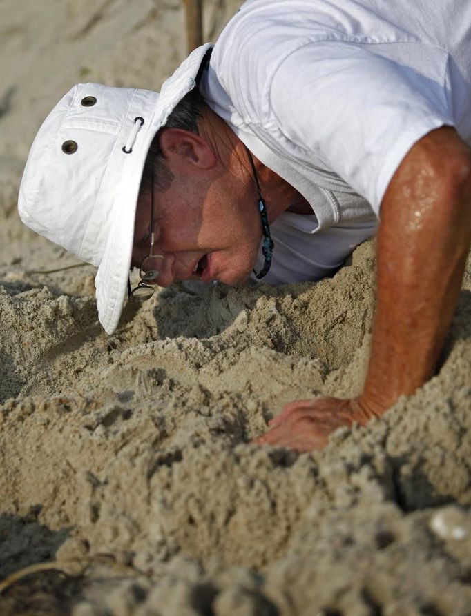 South Carolina United Turtle Enthusiasts (SCUTE) head coordinator Jeff McClary digs in the sand to locate a Green turtle nest on Garden City Beach, South Carolina August 13, 2012. Green turtles are even more endangered than Loggerheads and the group has secured 4 nests on this beach this nesting season. Turtle volunteers walk the area's beaches along South Carolina's coast daily during the nesting season, looking for signs of turtle activity and keeping tabs on the progress of the endangered species of turtles that lay their eggs along the coast. Photo taken August 13, 2012. REUTERS/Randall Hill (UNITED STATES - Tags: ANIMALS ENVIRONMENT) Published: Srp. 21, 2012, 12:50 odp.